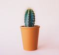Small Potted Column Cactus - Low Maintenance
Indoor Plant